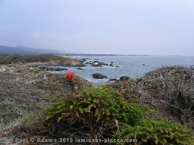California
                          coast